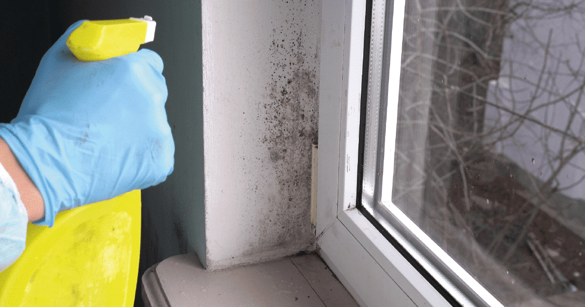 removing mould in the house