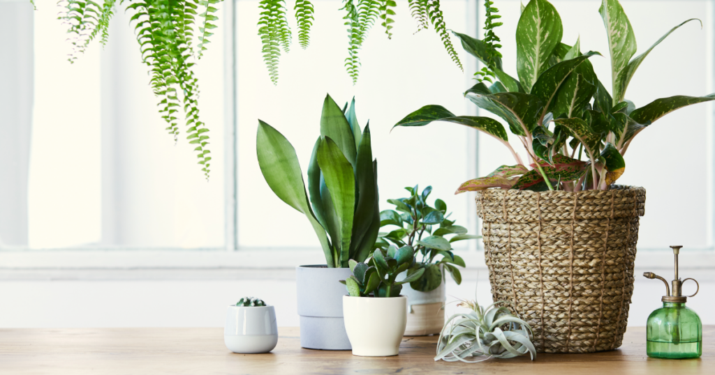 Plants improve the air quality and remove toxins from the air 
