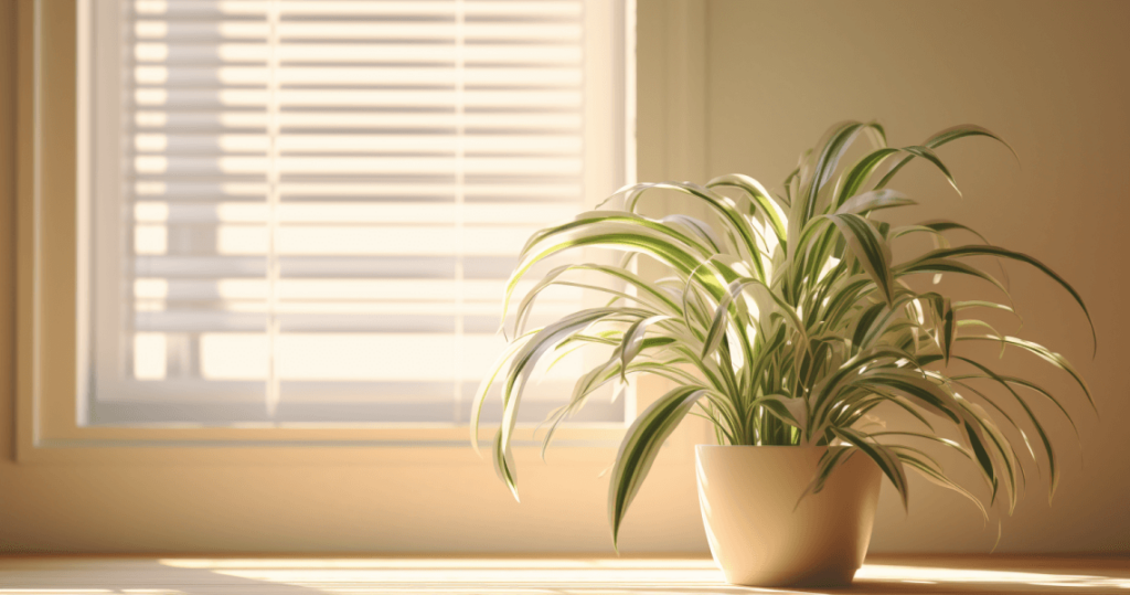 Spider plants are a common type of indoor plants